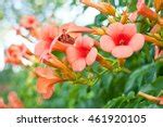 Trumpet Vine Blooms Free Stock Photo - Public Domain Pictures