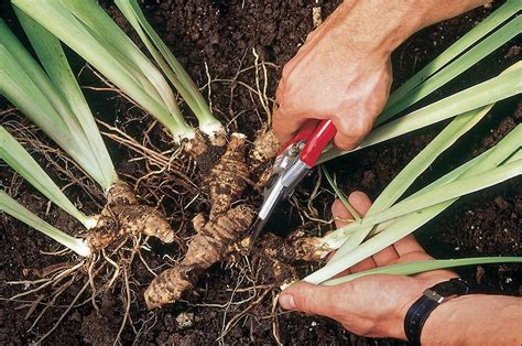 The Science Behind Plant Division - FineGardening | Propagating plants, Propagation, Plants