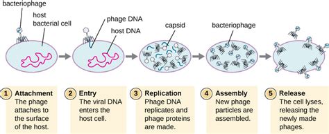 Virus Infections and Hosts | Biology for Majors II