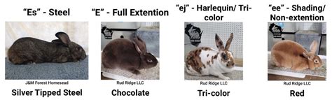 Rabbit Color Genetics - Everbreed