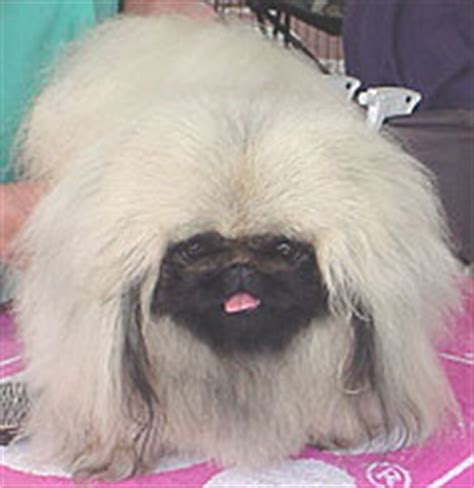 pekingese dog - toy dog breeds - online dog encyclopedia - dogs in depth.com