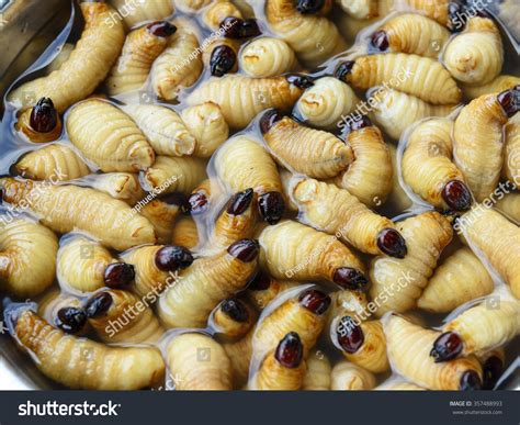 Edible Palm Weevil Larvae Rhynchophorus Phoenicis Stock Photo 357488993 | Shutterstock