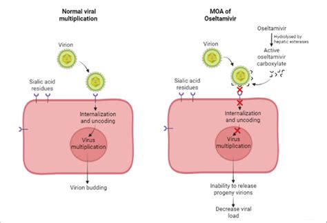 Mode of action of Oseltamivir (created in BioRender.com). | Download ...