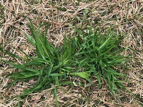 Weed Control: How to Get Rid of Annual Poa Grass Weeds