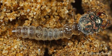 Ohio Birds and Biodiversity: Tiger Beetle larva: Absolutely ferocious!