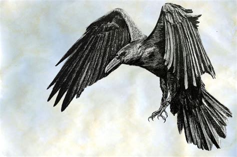 Black and white sketch of a raven | Raven tattoo, Raven art, Pencil drawings of animals