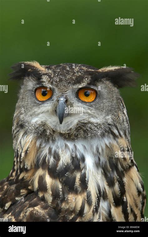 European Eagle Owl Stock Photo - Alamy