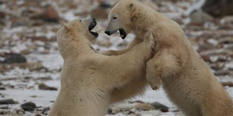 Polar Bear Cams Live-Stream Historic Migration Of Threatened Population ...