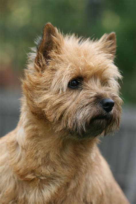 Cairn Terrier Colors | Cairn terrier, Terrier, Norwich terrier