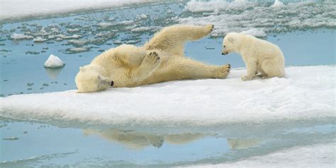 International Polar Bear Day Spreads Awareness of Polar Bear Conservation and the Dire Threat of ...
