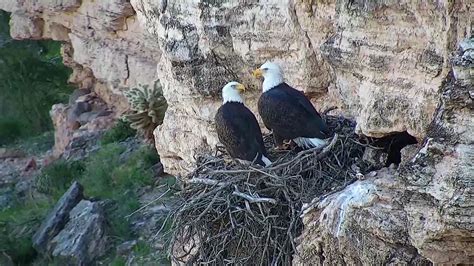 Bald eagle web cam captures real-time drama of survival | Grand Canyon News | Grand Canyon, AZ