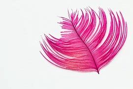 Free photo: Feathers, Texture, Soft, Airy - Free Image on Pixabay - 20209