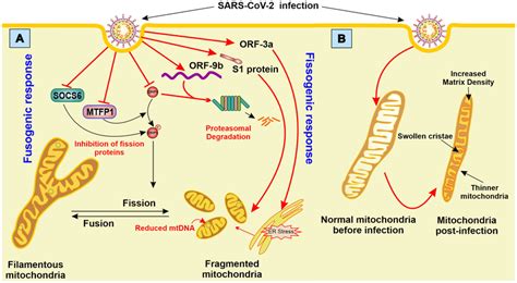 Modification of mitochondrial structure and dynamics in SARS-CoV-2 ...