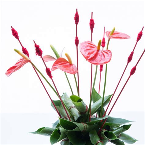 Anthurium Flower Arrangement