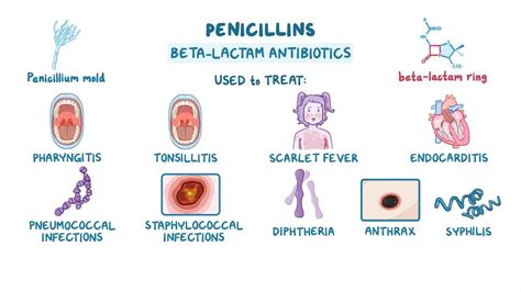 Antibiotics - Penicillins - Osmosis Video Library