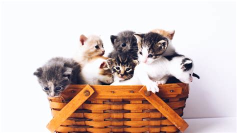 Kittens On Basket With White Background HD Kitten Wallpapers | HD Wallpapers | ID #51229