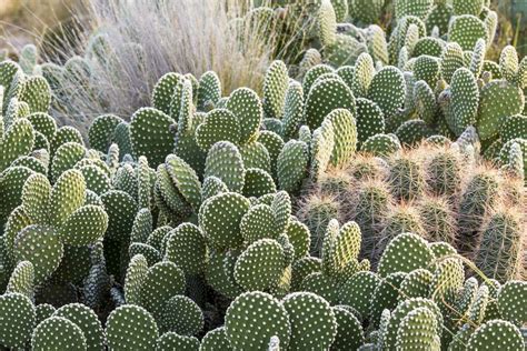 The Best Types of Cactus to Grow in Your Garden