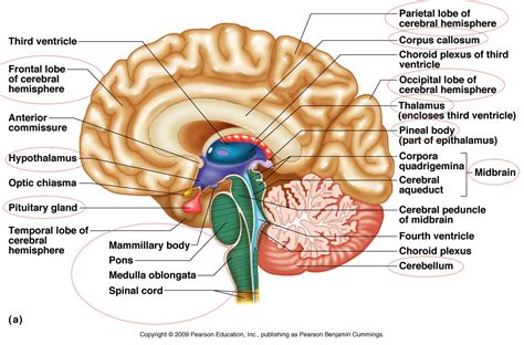 Free Brain Diagram, Download Free Brain Diagram png images, Free ClipArts on Clipart Library