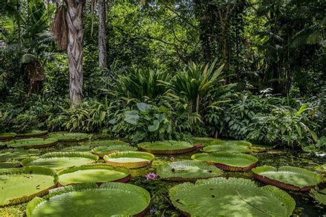 Biodiversidad del amazonas: Importancia del ecosistema amazónico | OVACEN