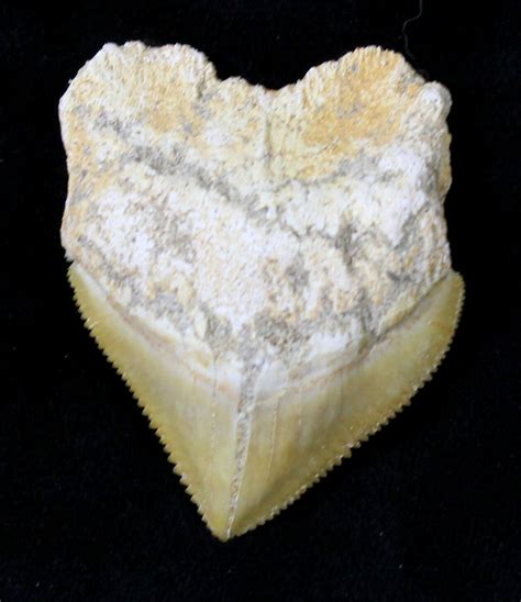 Large Squalicorax (Crow Shark) Fossil Tooth (#19290) For Sale ...