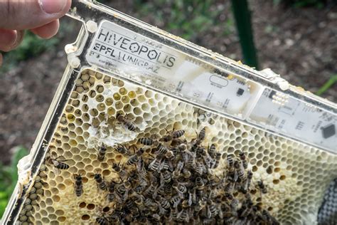 A robotic beehive to prevent honeybees from dying due to 'chill coma'