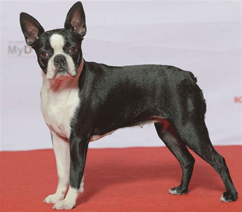 Boston Terrier Chihuahua Mix Dog Temperament, Health and cost