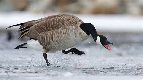 Angry Goose Attack