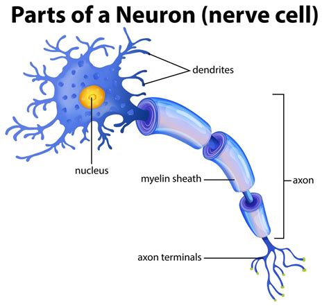 Part of a Neuron Diagram 299698 Vector Art at Vecteezy