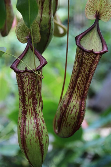 Nepenthes (Tropical Pitcher Plant) - Plant Profile - Oxley Nursery, Brisbane