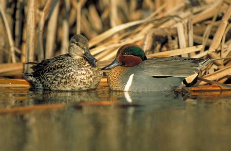 Canadian conservation helps North American ducks hold steady - DUC