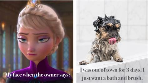 8 funny memes that will make every pet groomer smile