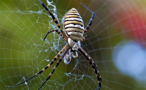 Garden Spider Facts: All You Need To Know About The Spider In Your ...