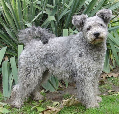 Hungarian pumi - Pumi is the dateless clown - ItsHungarian :) | Pumi ...