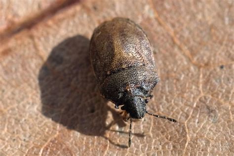 Famille Pentatomidae - Identification des hémiptères