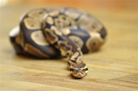 Best 6 Ball Python Enclosure (Terrarium) | MyPetCareJoy