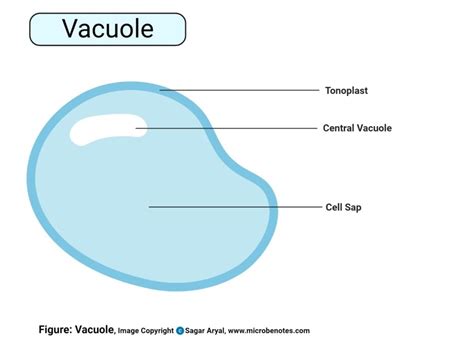 Vacuole Shape