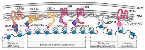 Nuclear Lamina Structure