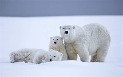 Wallpaper : white, snow, winter, polar bears, baby animals, Arctic, mammal, vertebrate, polar ...