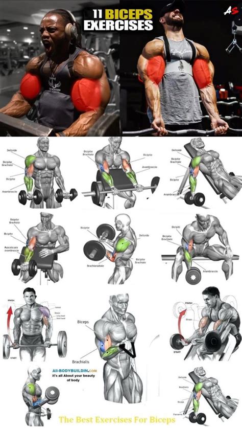 🚨Tutorial Biceps Workout | Picture & Guide - weighteasyloss.com ...