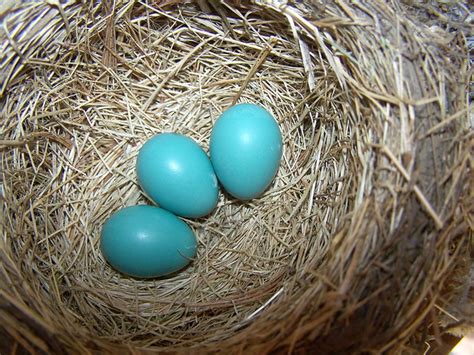 American Robin Eggs - 5 | Flickr - Photo Sharing!