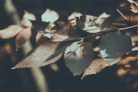 Shadow Leaves Pictures | Download Free Images on Unsplash