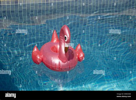 PINK FLAMINGO IN A SWIMMING POOL Stock Photo - Alamy