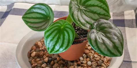 How to Make a Pebble Tray for Plants - The Leafy Little Home