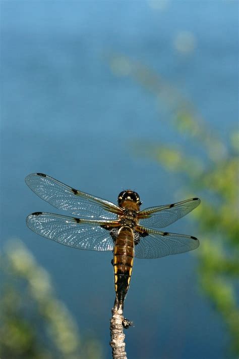 Dragonflies most successful predator in animal kingdom - Naturally North Idaho