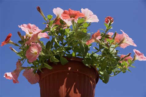 Petunia flowerpot Free Photo Download | FreeImages