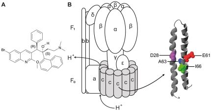 (A) Structure formula of TMC207. (B) ATP synthase subunit composition ...