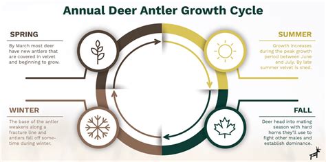 3 Most Important Factors for Deer Antler Growth