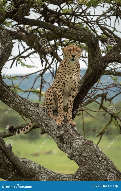 Male Cheetah Sitting on Acacia Tree Trunk Stock Photo - Image of camp ...