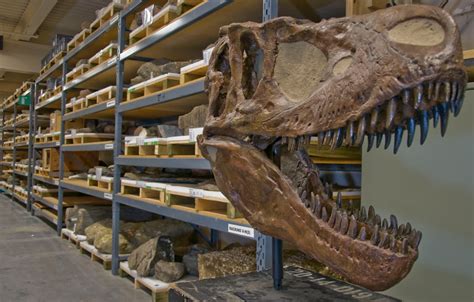 The Royal Tyrrell Museum of Palaeontology | Gallery Systems