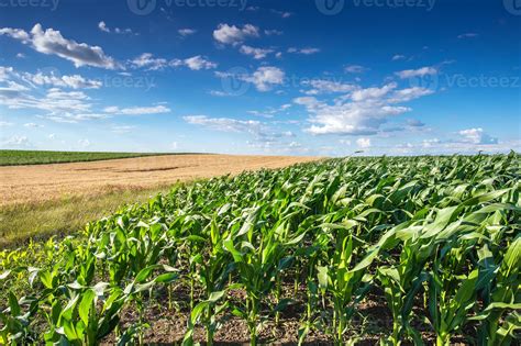 Corn Field 739318 Stock Photo at Vecteezy